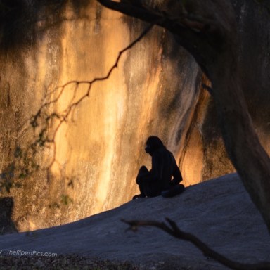 spider-monkey-sunset-lighting-mary-mcavoy