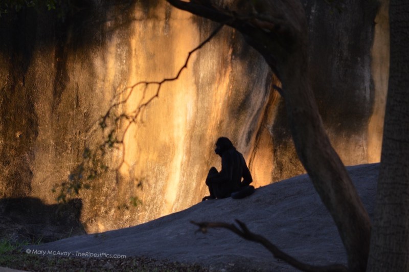 spider-monkey-sunset-lighting-mary-mcavoy