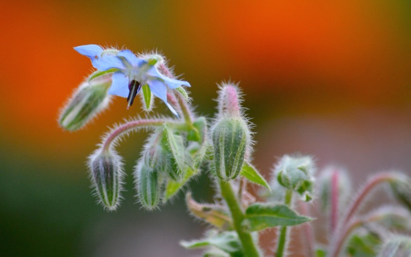 Borage-blossom-buds