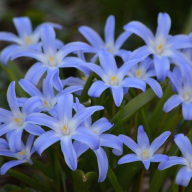 Chionodoxa-glory-of-the-snow