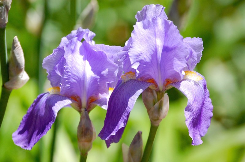 lavender-iris-blossoms