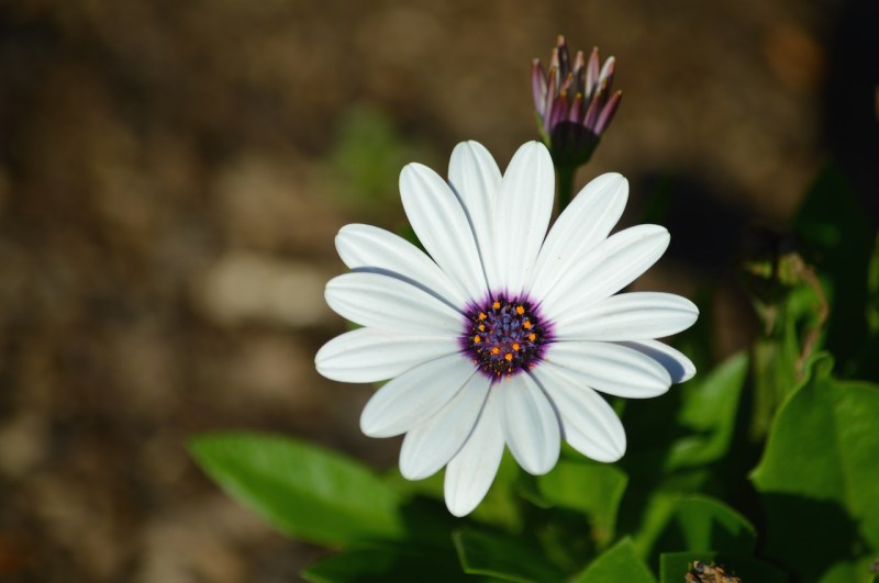 white-daisy-purple-orange-center-Osteospermum-barberiae