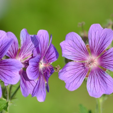 Purple-cranes-bill-geranium-flower