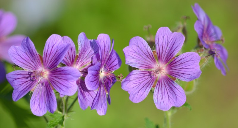 Purple-cranes-bill-geranium-flower